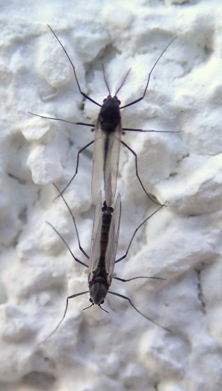 Chironomidae in accoppiamento